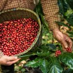 cafe agronaturain